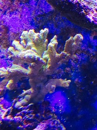 Complete large salt water (marine) set up 6x3x2 top spec equipment