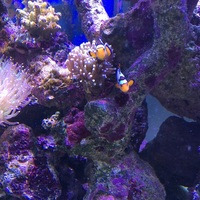 Complete large salt water (marine) set up 6x3x2 top spec equipment