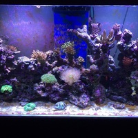 Complete large salt water (marine) set up 6x3x2 top spec equipment