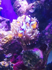 Complete large salt water (marine) set up 6x3x2 top spec equipment