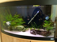Fluval Vicenza 180L full setup - Bristol