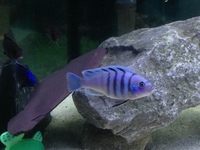 BARGIN PLEASE SEE Cynotilapia sp. hara gallireya reef and other bits