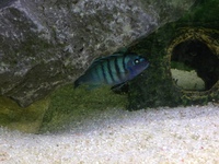 BARGIN PLEASE SEE Cynotilapia sp. hara gallireya reef and other bits