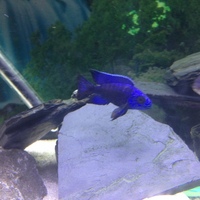 BARGIN PLEASE SEE Cynotilapia sp. hara gallireya reef and other bits