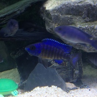 BARGIN PLEASE SEE Cynotilapia sp. hara gallireya reef and other bits