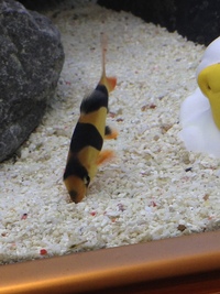 BARGIN PLEASE SEE Cynotilapia sp. hara gallireya reef and other bits