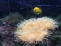 livestock in marine aquarium breakdown