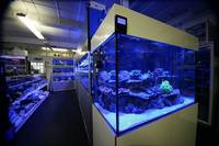 Marine Fish & Corals