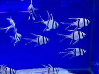 Maidenhead Aquatics @ Ashtead - Marine Stock List 23/06/17