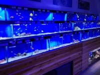 Maidenhead Aquatics @ Ashtead - Marine Stock List 23/06/17