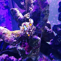 Marine livestock in Complete 6x3x2 marine set it cost over 8k