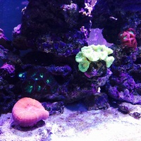 Marine livestock in Complete 6x3x2 marine set it cost over 8k