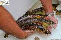 PLANET AROWANA SHIPMENT IN STOCK NOW .