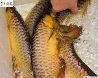PLANET AROWANA SHIPMENT IN STOCK NOW .