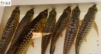 PLANET AROWANA SHIPMENT IN STOCK NOW .