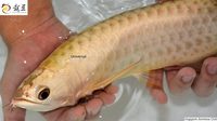 PLANET AROWANA SHIPMENT IN STOCK NOW .