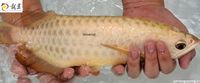 PLANET AROWANA SHIPMENT IN STOCK NOW .