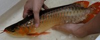 PLANET AROWANA SHIPMENT IN STOCK NOW .