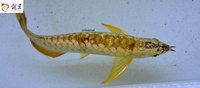PLANET AROWANA SHIPMENT IN STOCK NOW .