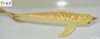 PLANET AROWANA SHIPMENT IN STOCK NOW .