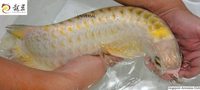 PLANET AROWANA SHIPMENT IN STOCK NOW .