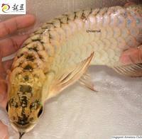 PLANET AROWANA SHIPMENT IN STOCK NOW .
