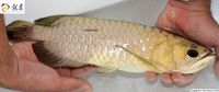 PLANET AROWANA SHIPMENT IN STOCK NOW .