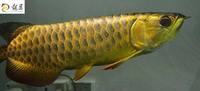 PLANET AROWANA SHIPMENT IN STOCK NOW .
