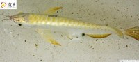PLANET AROWANA SHIPMENT IN STOCK NOW .