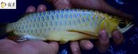 PLANET AROWANA SHIPMENT IN STOCK NOW .