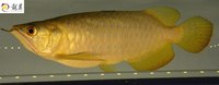 PLANET AROWANA SHIPMENT IN STOCK NOW .