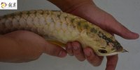 PLANET AROWANA SHIPMENT IN STOCK NOW .