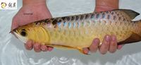 PLANET AROWANA SHIPMENT IN STOCK NOW .
