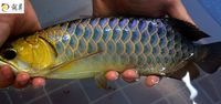 PLANET AROWANA SHIPMENT IN STOCK NOW .