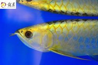 PLANET AROWANA SHIPMENT IN STOCK NOW .