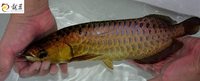 PLANET AROWANA SHIPMENT IN STOCK NOW .