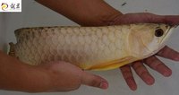 PLANET AROWANA SHIPMENT IN STOCK NOW .