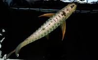 PLANET AROWANA SHIPMENT IN STOCK NOW .