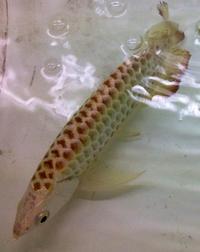 PLANET AROWANA SHIPMENT IN STOCK NOW .