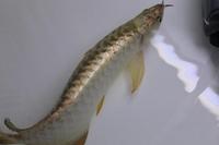 PLANET AROWANA SHIPMENT IN STOCK NOW .
