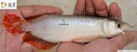 PLANET AROWANA SHIPMENT IN STOCK NOW .