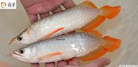 PLANET AROWANA SHIPMENT IN STOCK NOW .