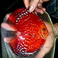 2016 PFK National Discus Retailer Of The Year DL Discus - SOLE UK Importers Of Some Of The Highest Quality Discus Not Only In The NorthEast But In The UK for Lawrence Soon (Lucky Tropical Fish Farm)