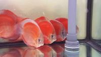 2016 PFK National Discus Retailer Of The Year DL Discus - SOLE UK Importers Of Some Of The Highest Quality Discus Not Only In The NorthEast But In The UK for Lawrence Soon (Lucky Tropical Fish Farm)