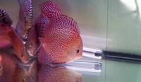 2016 PFK National Discus Retailer Of The Year DL Discus - SOLE UK Importers Of Some Of The Highest Quality Discus Not Only In The NorthEast But In The UK for Lawrence Soon (Lucky Tropical Fish Farm)