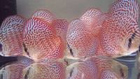 2016 PFK National Discus Retailer Of The Year DL Discus - SOLE UK Importers Of Some Of The Highest Quality Discus Not Only In The NorthEast But In The UK for Lawrence Soon (Lucky Tropical Fish Farm)