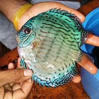 2016 PFK National Discus Retailer Of The Year DL Discus - SOLE UK Importers Of Some Of The Highest Quality Discus Not Only In The NorthEast But In The UK for Lawrence Soon (Lucky Tropical Fish Farm)