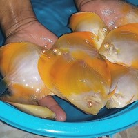 2016 PFK National Discus Retailer Of The Year DL Discus - SOLE UK Importers Of Some Of The Highest Quality Discus Not Only In The NorthEast But In The UK for Lawrence Soon (Lucky Tropical Fish Farm)