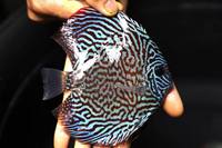 2016 PFK National Discus Retailer Of The Year DL Discus - SOLE UK Importers Of Some Of The Highest Quality Discus Not Only In The NorthEast But In The UK for Lawrence Soon (Lucky Tropical Fish Farm)