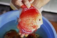 2016 PFK National Discus Retailer Of The Year DL Discus - SOLE UK Importers Of Some Of The Highest Quality Discus Not Only In The NorthEast But In The UK for Lawrence Soon (Lucky Tropical Fish Farm)